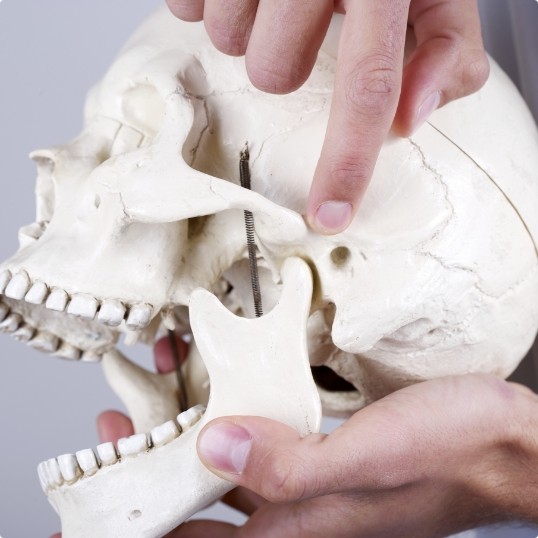 Dentist using jaw and skull bone model to explain benefit of occlusal splints